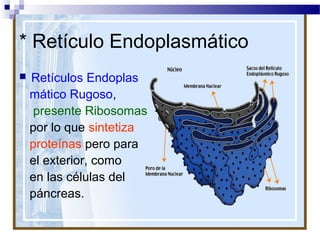 * Retículo Endoplasmático


Retículos Endoplas
mático Rugoso,
presente Ribosomas
por lo que sintetiza
proteínas pero para
el exterior, como
en las células del
páncreas.

 