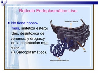 Retículo Endoplasmático Liso:


No tiene ribosomas, sintetiza esteroi
des, desintoxica de
venenos, y drogas,y
en la contracción mus
cular
(R.Sarcoplasmático).

 