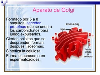 Aparato de Golgi
Formado por 5 a 8
saquitos, secretan
proteínas que se unen a
los carbohidratos para
luego expulsarlos.
Ciertas bolsitas que se
desprenden forman
después lisosomas.
Sintetiza la celulosa.
Forma el acrosoma en
espermatozoides.

 