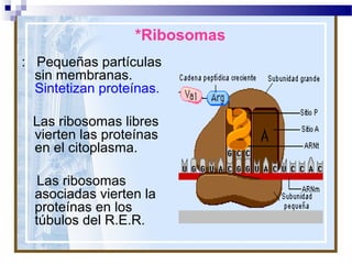 *Ribosomas
: Pequeñas partículas
sin membranas.
Sintetizan proteínas.
Las ribosomas libres
vierten las proteínas
en el citoplasma.
Las ribosomas
asociadas vierten la
proteínas en los
túbulos del R.E.R.

 