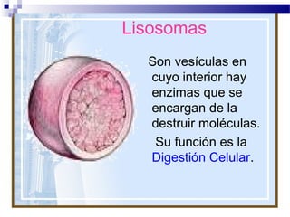 Lisosomas
Son vesículas en
cuyo interior hay
enzimas que se
encargan de la
destruir moléculas.
Su función es la
Digestión Celular.

 