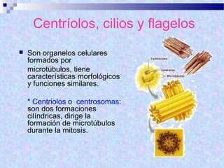 Centríolos, cilios y flagelos


Son organelos celulares
formados por
microtúbulos, tiene
características morfológicos
y funciones similares.
* Centriolos o centrosomas:
son dos formaciones
cilíndricas, dirige la
formación de microtúbulos
durante la mitosis.

 