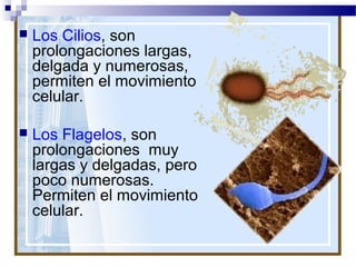 

Los Cilios, son
prolongaciones largas,
delgada y numerosas,
permiten el movimiento
celular.



Los Flagelos, son
prolongaciones muy
largas y delgadas, pero
poco numerosas.
Permiten el movimiento
celular.

 