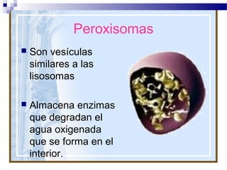 Peroxisomas


Son vesículas
similares a las
lisosomas



Almacena enzimas
que degradan el
agua oxigenada
que se forma en el
interior.

 