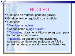 NÚCLEO
Contiene en material genético (DNA).
 Es el centro de regulación de la célula.
 Contiene:
* Membrana nuclear
* Carioplasma o jugo nuclear
* Cromatina, durante la Mitosis se agrupan para
formar los cromosomas.
*Nucleolo, se observa entre divisiones
celulares, contiene una molécula de ARN y
proteínas, desaparece durante las divisiones.


 