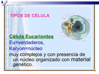 TIPOS DE CELULA

Célula Eucariontes
Eu=verdaderos,
Karyon=núcleo
muy complejos y con presencia de
un núcleo organizado con material
genético.

 