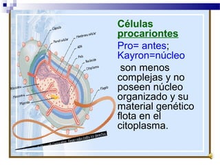 Células
procariontes
Pro= antes;
Kayron=núcleo
son menos
complejas y no
poseen núcleo
organizado y su
material genético
flota en el
citoplasma.

 