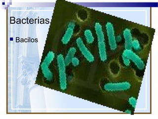 Bacterias


Bacilos

 