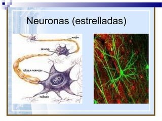Neuronas (estrelladas)

 