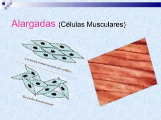 Alargadas (Células Musculares)

 