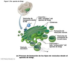 © 2013 Pearson Education, Inc.
Figura 1.19a aparato de Golgi.
Vesículas de
transporte desde
El RE
Vesícula
secretora
Cara ...