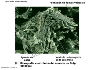 © 2013 Pearson Education, Inc.
Figura 1.19b aparato de Golgi.
Formación de nuevas vesículas
Aparato de
Golgi
Vesícula de t...