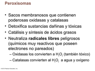 © 2013 Pearson Education, Inc.
Peroxisomas
• Sacos membranosos que contienen
poderosas oxidasas y catalasas
• Detoxifica s...