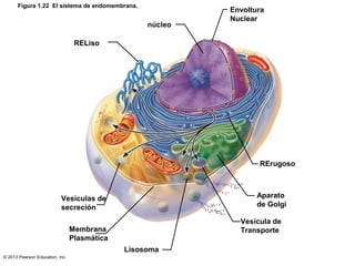 © 2013 Pearson Education, Inc.
Figura 1.22 El sistema de endomembrana.
Envoltura
Nuclear
núcleo
RELiso
RErugoso
Aparato
de...