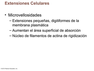 © 2013 Pearson Education, Inc.
Extensiones Celulares
• Microvellosidades
– Extensiones pequeñas, digitiformes de la
membra...