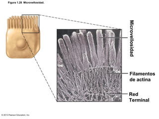 © 2013 Pearson Education, Inc.
Figura 1.28 Microvellosidad.
Microvellosidad
Filamentos
de actina
Red
Terminal
 