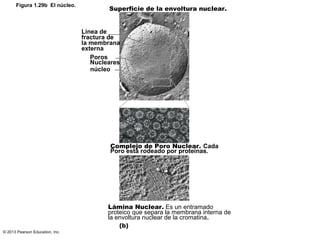 © 2013 Pearson Education, Inc.
Figura 1.29b El núcleo.
Línea de
fractura de
la membrana
externa
Poros
Nucleares
núcleo
Sup...