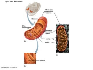 © 2013 Pearson Education, Inc.
Figura 3.17 Mitocondria.
Membrana
mitocondrial
externa
ribosoma
DNA
mitocondrial
Membrana
M...