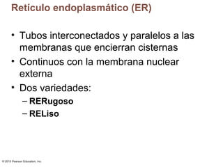 © 2013 Pearson Education, Inc.
Retículo endoplasmático (ER)
• Tubos interconectados y paralelos a las
membranas que encier...