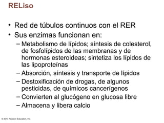 © 2013 Pearson Education, Inc.
RELiso
• Red de túbulos continuos con el RER
• Sus enzimas funcionan en:
– Metabolismo de l...