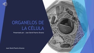 ORGANELOS DE
LA CÉLULA
Presentado por : Juan David Puerto Álvarez
03/06/2017Juan David Puerto Álvarez 1
 