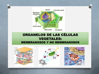 ORGANELOS DE LAS CÉLULAS
VEGETALES:
MEMBRANOSOS Y NO MEMBRANOSOS
 