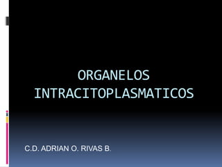 ORGANELOS 
INTRACITOPLASMATICOS 
C.D. ADRIAN O. RIVAS B. 
 