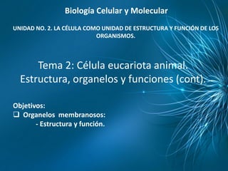 Biología Celular y Molecular
UNIDAD NO. 2. LA CÉLULA COMO UNIDAD DE ESTRUCTURA Y FUNCIÓN DE LOS
                           ORGANISMOS.



      Tema 2: Célula eucariota animal.
  Estructura, organelos y funciones (cont).

Objetivos:
 Organelos membranosos:
       - Estructura y función.
 
