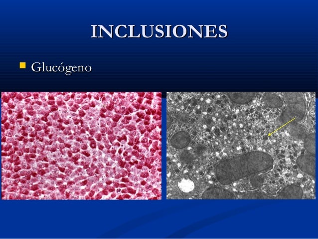 Organelos no membranosos