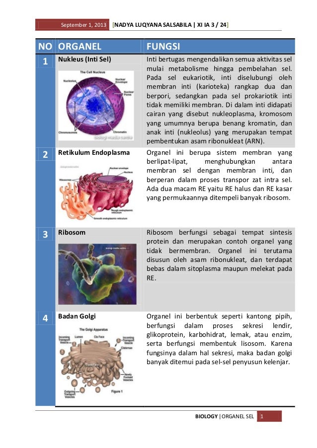  Organel  Sel 