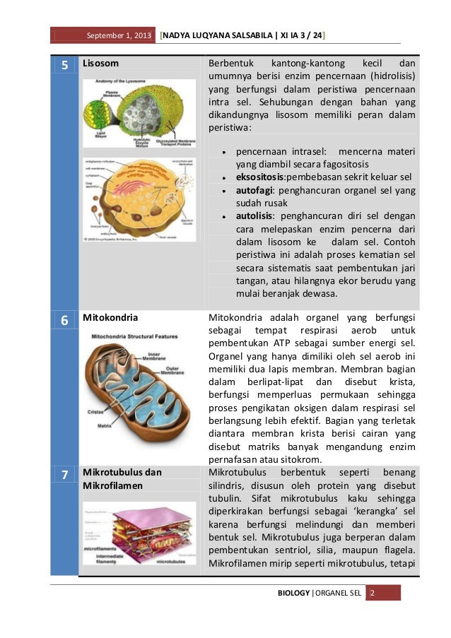 Organel Sel