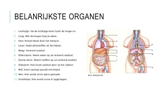 dikke maag