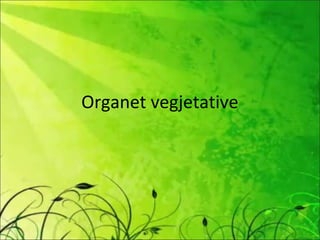 Organet vegjetative
 