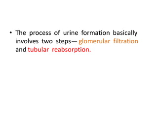 • The process of urine formation basically
involves two steps— glomerular filtration
and tubular reabsorption.
 