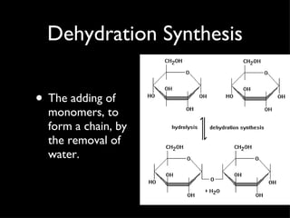 Dehydration Synthesis The adding of monomers, to form a chain, by the removal of water. 