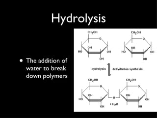 Hydrolysis The addition of water to break down polymers 