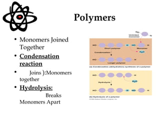 Polymers <ul><li>Monomers Joined Together </li></ul><ul><li>Condensation reaction   </li></ul><ul><li>Joins  ): Monomers t...