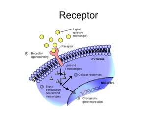 Receptor 