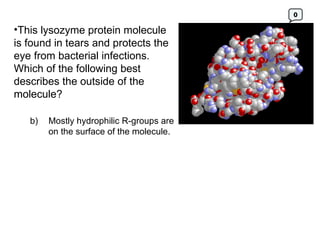 This lysozyme protein molecule is found in tears and protects the eye from bacterial infections.  Which of the following best describes the outside of the molecule? b) Mostly hydrophilic R-groups are on the surface of the molecule.  0 