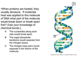 When proteins are heated, they usually denature.  If moderate heat was applied to this molecule of DNA what part of the molecule would break down or break apart first? (Use your knowledge of chemical bonds.) A The nucleotides along each side would break apart. B The sugar-phosphate backbone would separate from the nitrogen bases. C The nitrogen base pairs would separate in the interior of the molecule. 0 