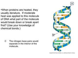 When proteins are heated, they usually denature.  If moderate heat was applied to this molecule of DNA what part of the molecule would break down or break apart first? (Use your knowledge of chemical bonds.) C The nitrogen base pairs would separate in the interior of the molecule. 0 