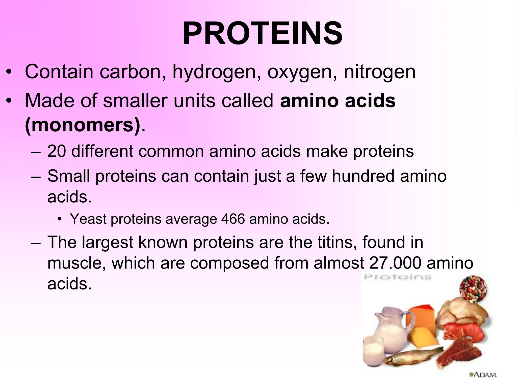 PROTEINS
• Contain carbon, hydrogen, oxygen, nitrogen
• Made of smaller units called amino acids
(monomers).
– 20 different common amino acids make proteins
– Small proteins can contain just a few hundred amino
acids.
• Yeast proteins average 466 amino acids.
– The largest known proteins are the titins, found in
muscle, which are composed from almost 27,000 amino
acids.
 