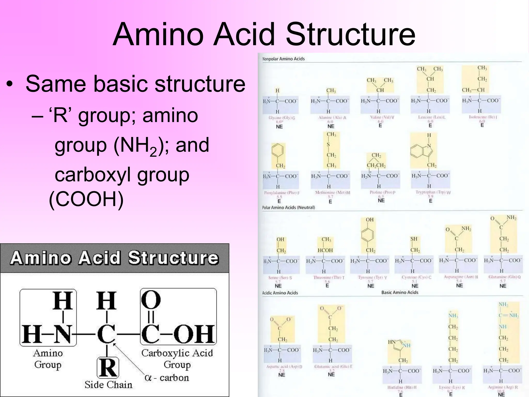 Amino Acid Structure
• Same basic structure
– ‘R’ group; amino
group (NH2); and
carboxyl group
(COOH)
 