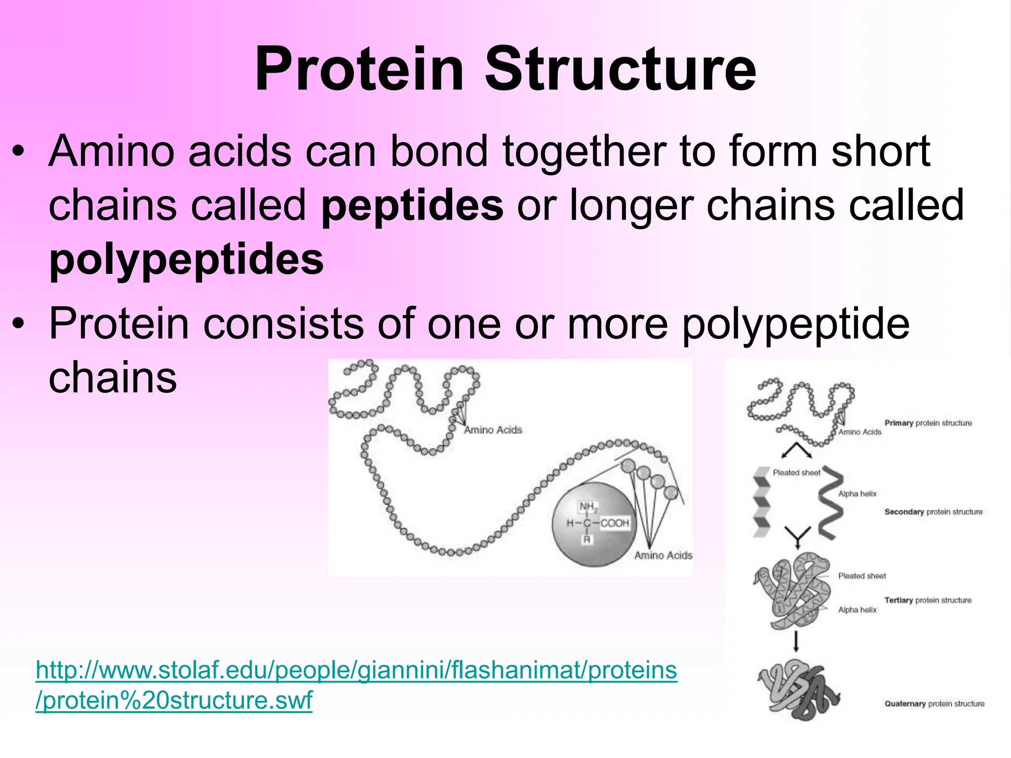 Protein Structure
• Amino acids can bond together to form short
chains called peptides or longer chains called
polypeptides
• Protein consists of one or more polypeptide
chains
http://www.stolaf.edu/people/giannini/flashanimat/proteins
/protein%20structure.swf
 