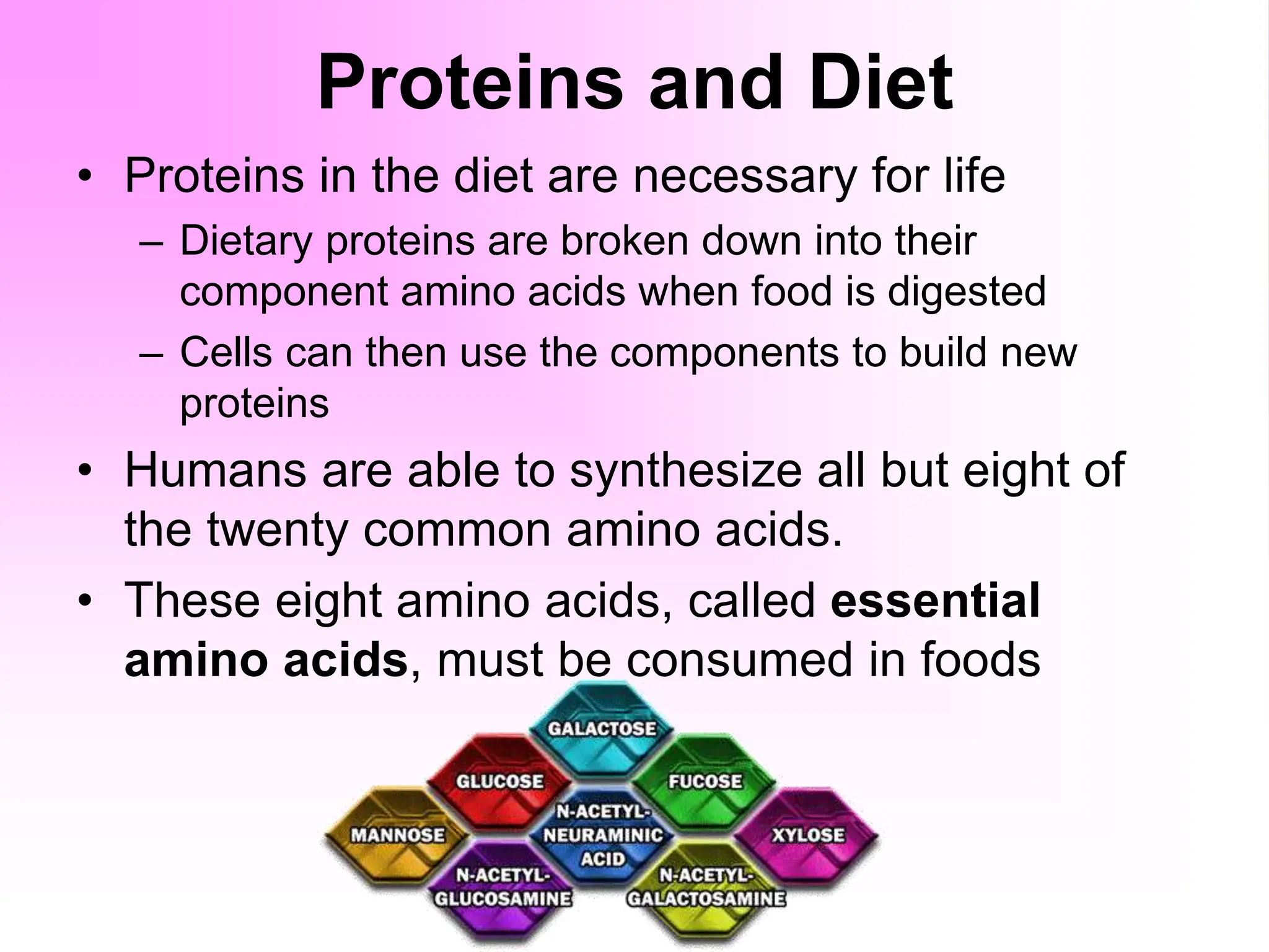 Proteins and Diet
• Proteins in the diet are necessary for life
– Dietary proteins are broken down into their
component amino acids when food is digested
– Cells can then use the components to build new
proteins
• Humans are able to synthesize all but eight of
the twenty common amino acids.
• These eight amino acids, called essential
amino acids, must be consumed in foods
 