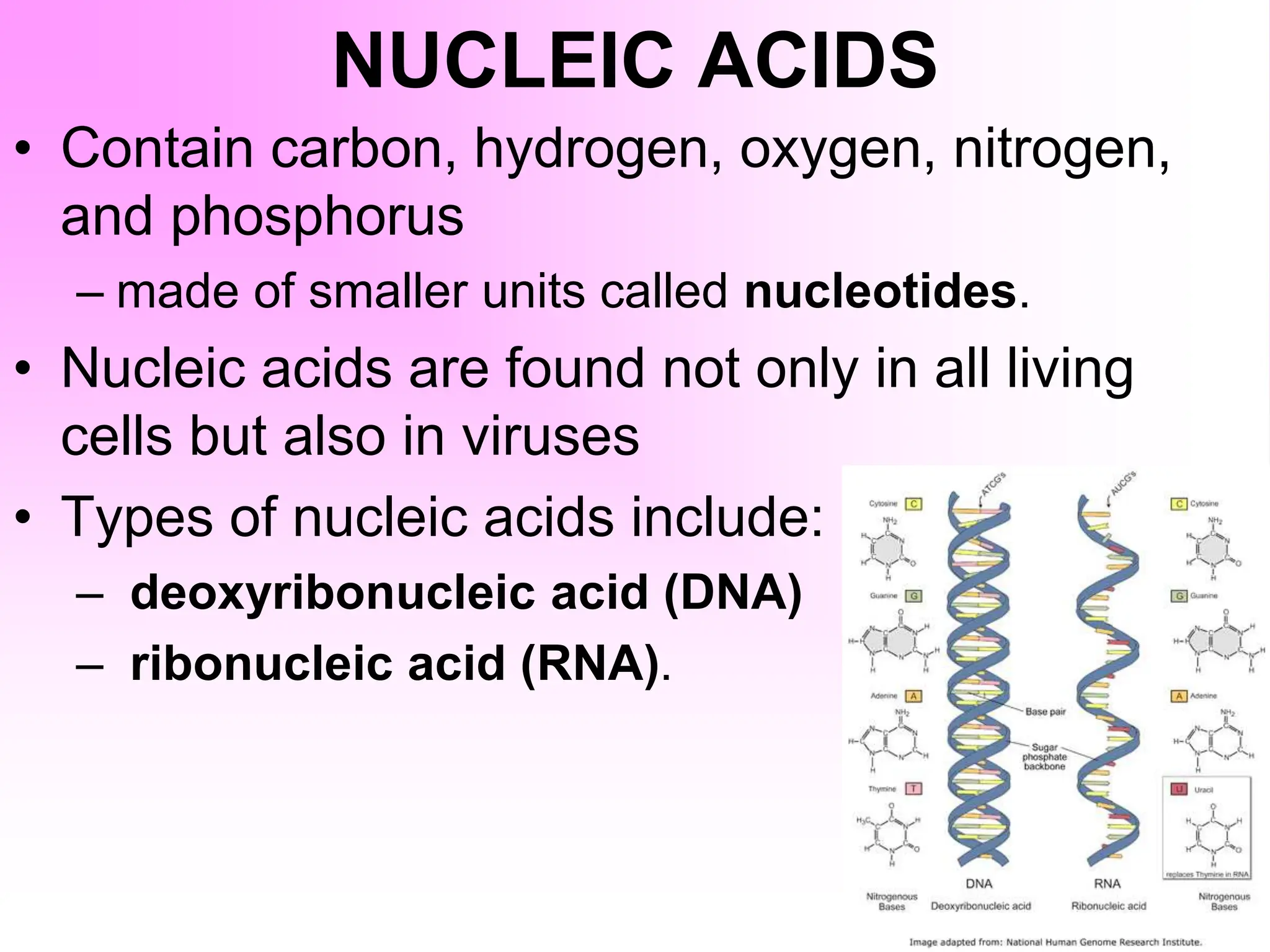 NUCLEIC ACIDS
• Contain carbon, hydrogen, oxygen, nitrogen,
and phosphorus
– made of smaller units called nucleotides.
• Nucleic acids are found not only in all living
cells but also in viruses
• Types of nucleic acids include:
– deoxyribonucleic acid (DNA)
– ribonucleic acid (RNA).
 