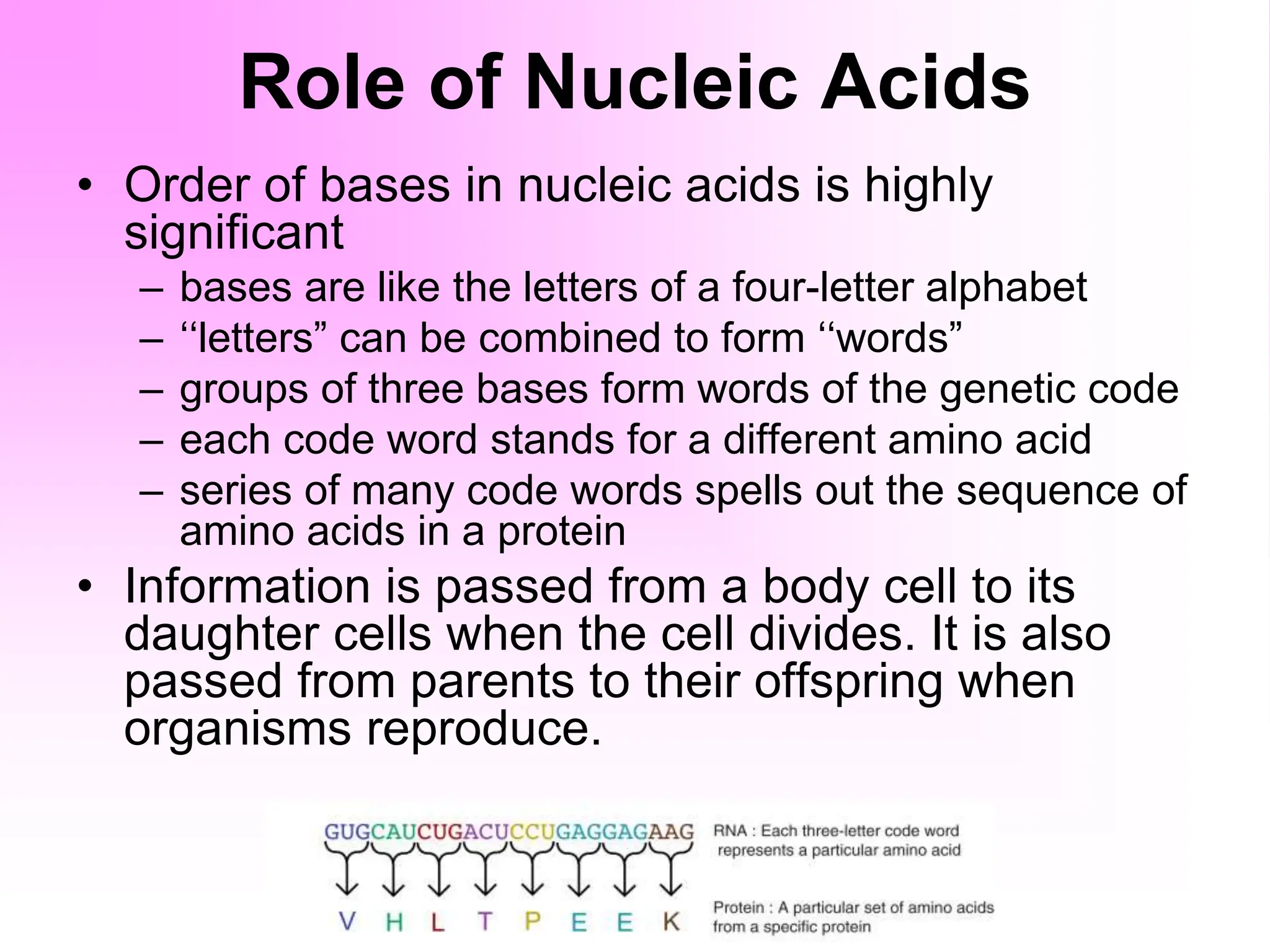 Role of Nucleic Acids
• Order of bases in nucleic acids is highly
significant
– bases are like the letters of a four-letter alphabet
– ‘‘letters” can be combined to form ‘‘words”
– groups of three bases form words of the genetic code
– each code word stands for a different amino acid
– series of many code words spells out the sequence of
amino acids in a protein
• Information is passed from a body cell to its
daughter cells when the cell divides. It is also
passed from parents to their offspring when
organisms reproduce.
 