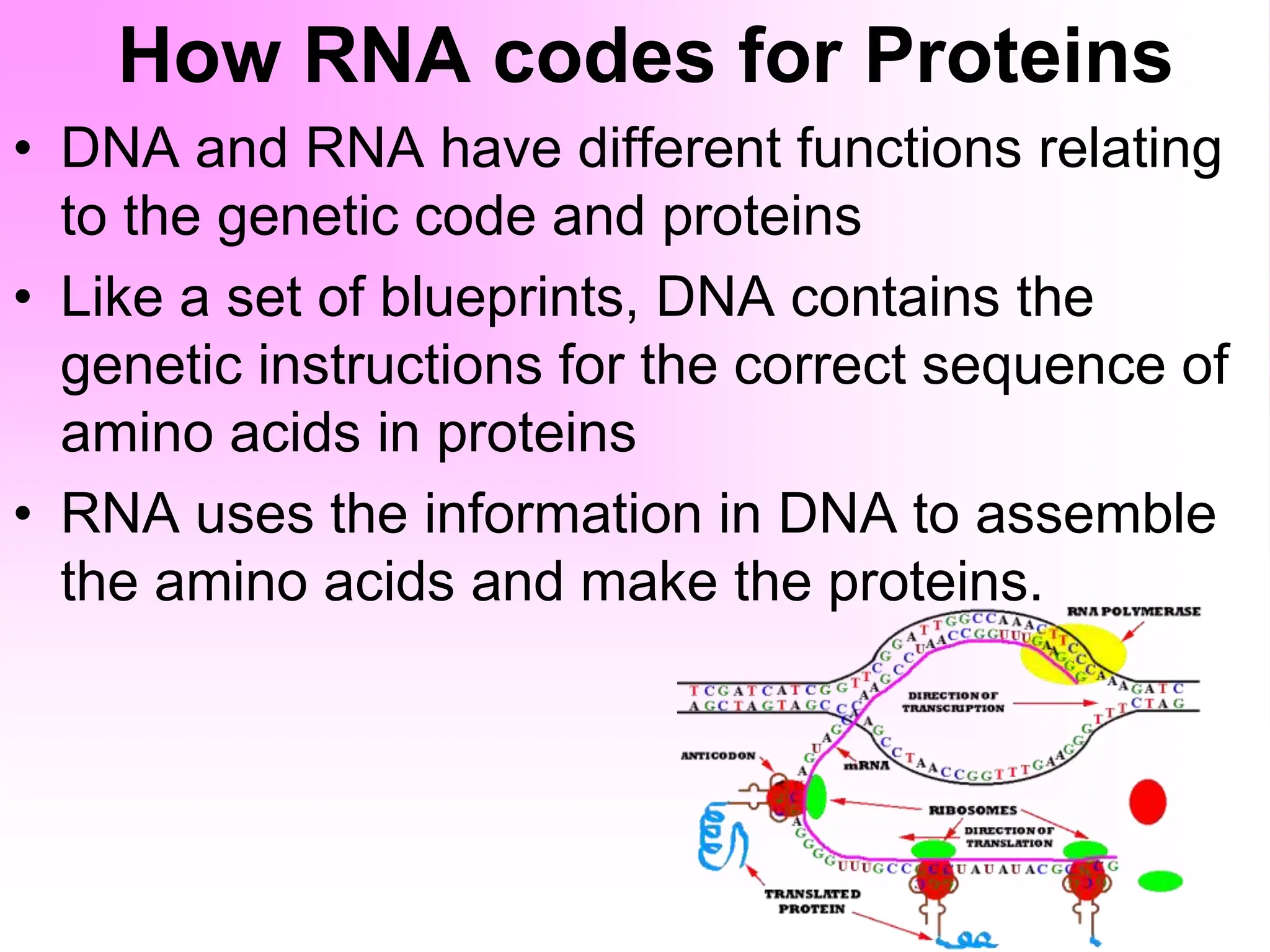 How RNA codes for Proteins
• DNA and RNA have different functions relating
to the genetic code and proteins
• Like a set of blueprints, DNA contains the
genetic instructions for the correct sequence of
amino acids in proteins
• RNA uses the information in DNA to assemble
the amino acids and make the proteins.
 