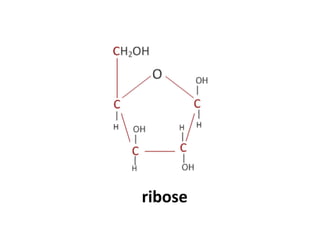 ribose
 