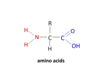 amino acids
 